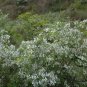 Sophora Viciifolia, Wild Sophora Seed 1000 PCS, Kowhai Lang Ya Ci