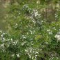 Sophora Viciifolia, Wild Sophora Seed 1000 PCS, Kowhai Lang Ya Ci