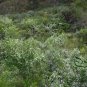Sophora Viciifolia, Wild Sophora Seed 1000 PCS, Kowhai Lang Ya Ci