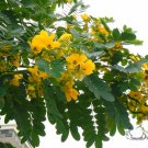 Senna Surattensis, Cassia Surattensis Seed 1000 PCS, Huang Huai Jue Ming