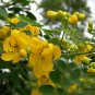 Senna Surattensis, Cassia Surattensis Seed 1000 PCS, Huang Huai Jue Ming
