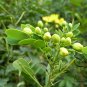 Senna Surattensis, Cassia Surattensis Seed 1000 PCS, Huang Huai Jue Ming