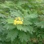 Senna Surattensis, Cassia Surattensis Seed 1000 PCS, Huang Huai Jue Ming