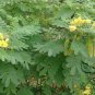 Senna Surattensis, Cassia Surattensis Seed 1000 PCS, Huang Huai Jue Ming
