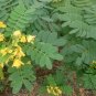 Senna Surattensis, Cassia Surattensis Seed 1000 PCS, Huang Huai Jue Ming