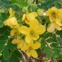 Senna Surattensis, Cassia Surattensis Seed 1000 PCS, Huang Huai Jue Ming