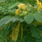 Senna Surattensis, Cassia Surattensis Seed 1000 PCS, Huang Huai Jue Ming