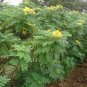 Senna Surattensis, Cassia Surattensis Seed 1000 PCS, Huang Huai Jue Ming