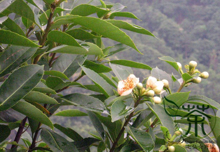 Schima Superba, Schima Confertiflora Seed 1000 PCS, Mu He