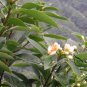 Schima Superba, Schima Confertiflora Seed 1000 PCS, Mu He