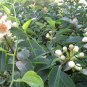 Schima Superba, Schima Confertiflora Seed 1000 PCS, Mu He