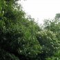 Schima Superba, Schima Confertiflora Seed 1000 PCS, Mu He
