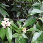 Schima Superba, Schima Confertiflora Seed 1000 PCS, Mu He