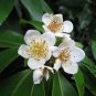 Schima Superba, Schima Confertiflora Seed 1000 PCS, Mu He