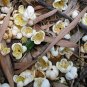 Schima Superba, Schima Confertiflora Seed 1000 PCS, Mu He