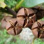 Schima Superba, Schima Confertiflora Seed 1000 PCS, Mu He