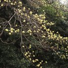 Sassafras Tzumu, Chinese Sassafras Seed 500 PCS, Cha Mu