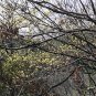 Sassafras Tzumu, Chinese Sassafras Seed 500 PCS, Cha Mu