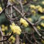 Sassafras Tzumu, Chinese Sassafras Seed 500 PCS, Cha Mu