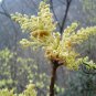 Sassafras Tzumu, Chinese Sassafras Seed 500 PCS, Cha Mu