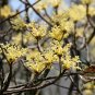 Sassafras Tzumu, Chinese Sassafras Seed 500 PCS, Cha Mu