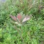 Sassafras Tzumu, Chinese Sassafras Seed 500 PCS, Cha Mu