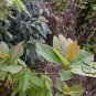Sassafras Tzumu, Chinese Sassafras Seed 500 PCS, Cha Mu
