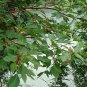 Sassafras Tzumu, Chinese Sassafras Seed 500 PCS, Cha Mu