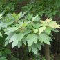 Sassafras Tzumu, Chinese Sassafras Seed 500 PCS, Cha Mu