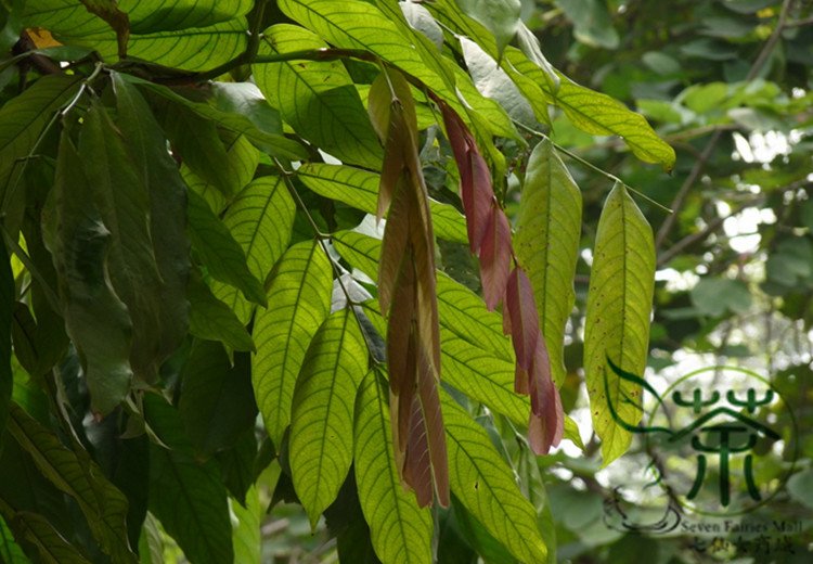 Saraca Asoca, Ashoka Tree Seed 300 PCS, Sorrow-less Wu You Shu