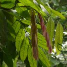 Saraca Asoca, Ashoka Tree Seed 300 PCS, Sorrow-less Wu You Shu