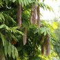 Saraca Asoca, Ashoka Tree Seed 300 PCS, Sorrow-less Wu You Shu