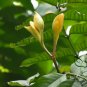 Saraca Asoca, Ashoka Tree Seed 300 PCS, Sorrow-less Wu You Shu