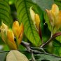 Saraca Asoca, Ashoka Tree Seed 300 PCS, Sorrow-less Wu You Shu