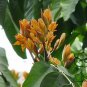 Saraca Asoca, Ashoka Tree Seed 300 PCS, Sorrow-less Wu You Shu