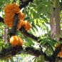 Saraca Asoca, Ashoka Tree Seed 300 PCS, Sorrow-less Wu You Shu