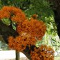 Saraca Asoca, Ashoka Tree Seed 300 PCS, Sorrow-less Wu You Shu