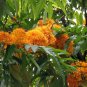 Saraca Asoca, Ashoka Tree Seed 300 PCS, Sorrow-less Wu You Shu