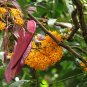 Saraca Asoca, Ashoka Tree Seed 300 PCS, Sorrow-less Wu You Shu