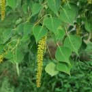 Sapium Sebiferum, Triadica Sebifera Seed 300 PCS, Chinese Tallow Wu Jiu