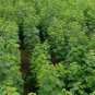 Sapium Sebiferum, Triadica Sebifera Seed 300 PCS, Chinese Tallow Wu Jiu