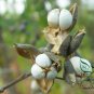 Sapium Sebiferum, Triadica Sebifera Seed 300 PCS, Chinese Tallow Wu Jiu