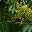 Sapindus Mukorossi, Indian Soapberry Seed 100 PCS, Washnut Wu Huan Zi