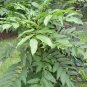 Sapindus Mukorossi, Indian Soapberry Seed 100 PCS, Washnut Wu Huan Zi
