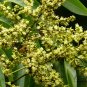 Sapindus Mukorossi, Indian Soapberry Seed 100 PCS, Washnut Wu Huan Zi