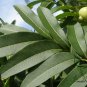 Sapindus Mukorossi, Indian Soapberry Seed 100 PCS, Washnut Wu Huan Zi