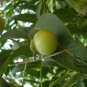 Sapindus Mukorossi, Indian Soapberry Seed 100 PCS, Washnut Wu Huan Zi
