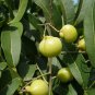 Sapindus Mukorossi, Indian Soapberry Seed 100 PCS, Washnut Wu Huan Zi