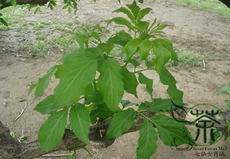 Sambucus Williamsii, Elderberry Seed 2000 PCS, Elder Jie Gu Mu