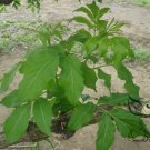 Sambucus Williamsii, Elderberry Seed 2000 PCS, Elder Jie Gu Mu